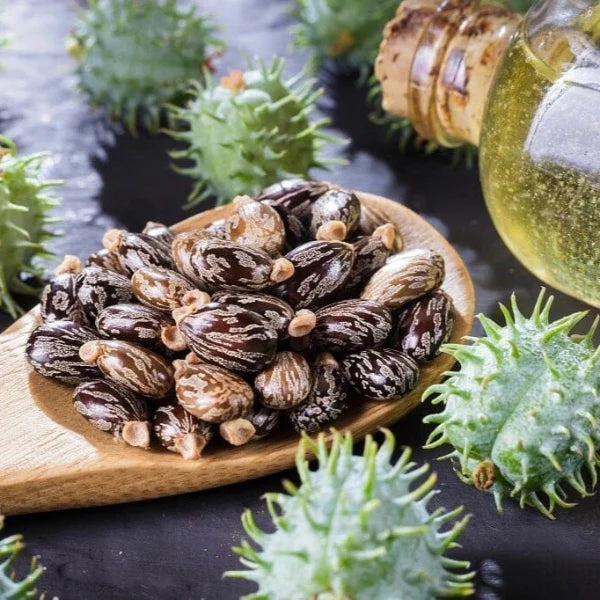 Close-up of castor beans and green castor seed pods next to a glass bottle of castor oil – Wildkinn non-toxic skincare.